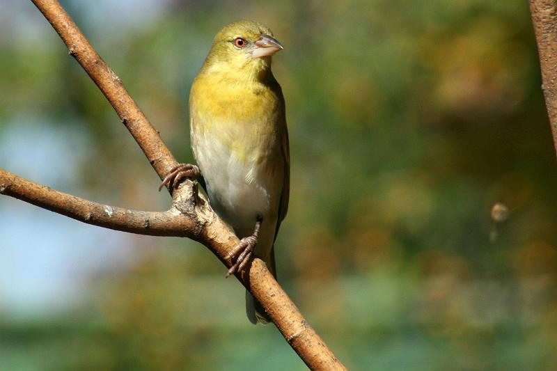 frieda 156.JPG - Lekker herfs......